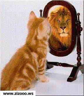 le chat